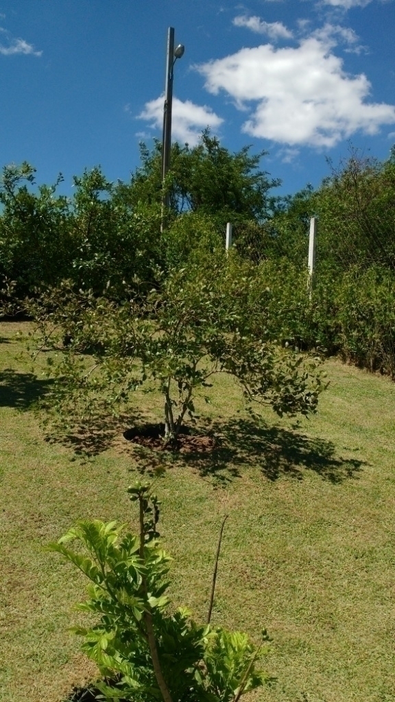 Fazenda à venda com 3 quartos, 290m² - Foto 54