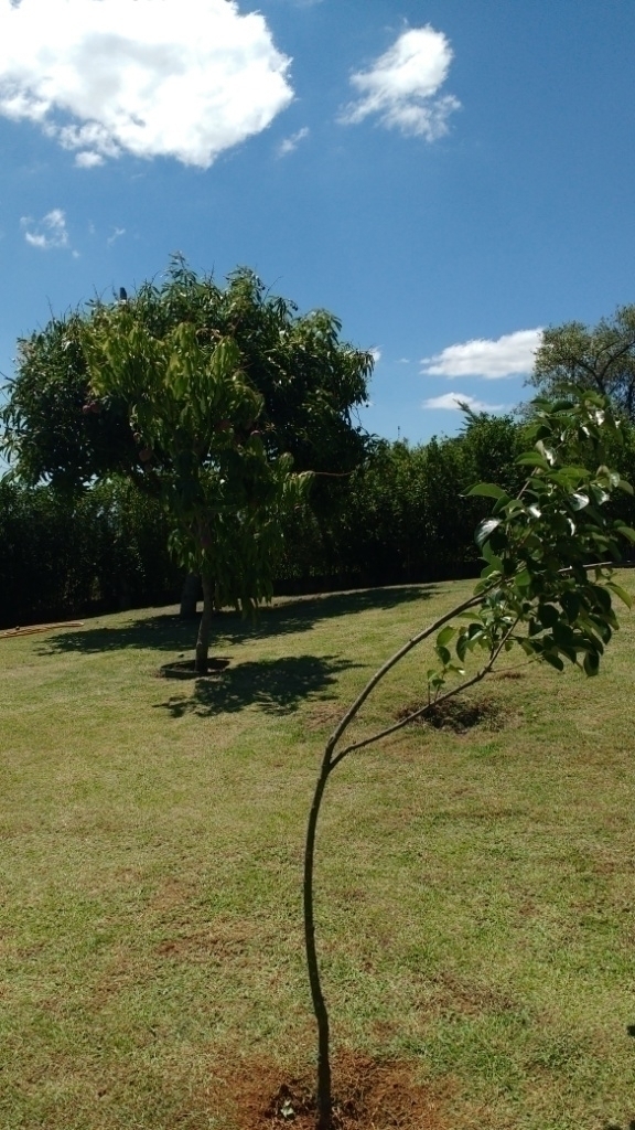 Fazenda à venda com 3 quartos, 290m² - Foto 53