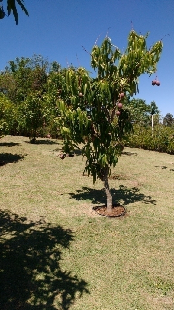 Fazenda à venda com 3 quartos, 290m² - Foto 51